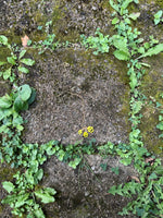 Load image into Gallery viewer, SMILEY CHARM - yellow
